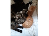 Kc Fox Red Labrador In Kilmarnock East Ayrshire Gumtree