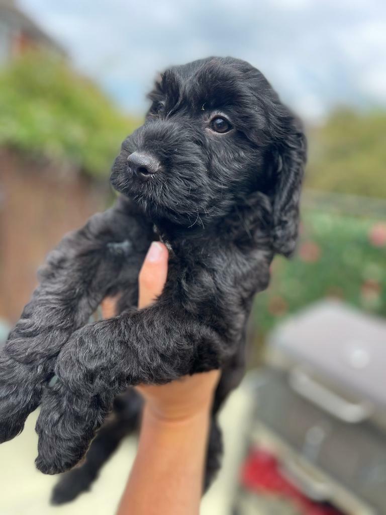 F1 Miniature Cockapoo Puppies in Guisborough, North Yorkshire Gumtree