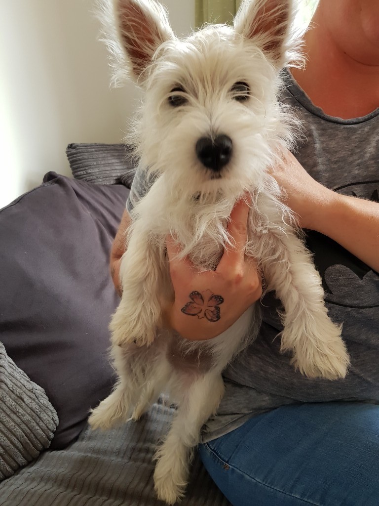 Male West Highland Terrier Puppy in Redditch, Worcestershire Gumtree