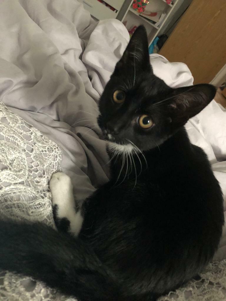 Kitten in Morecambe, Lancashire Gumtree