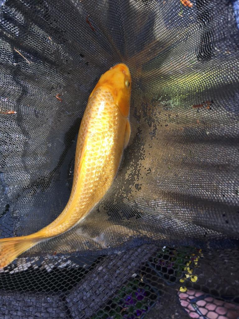 Koi Carp in Coventry West Midlands Gumtree