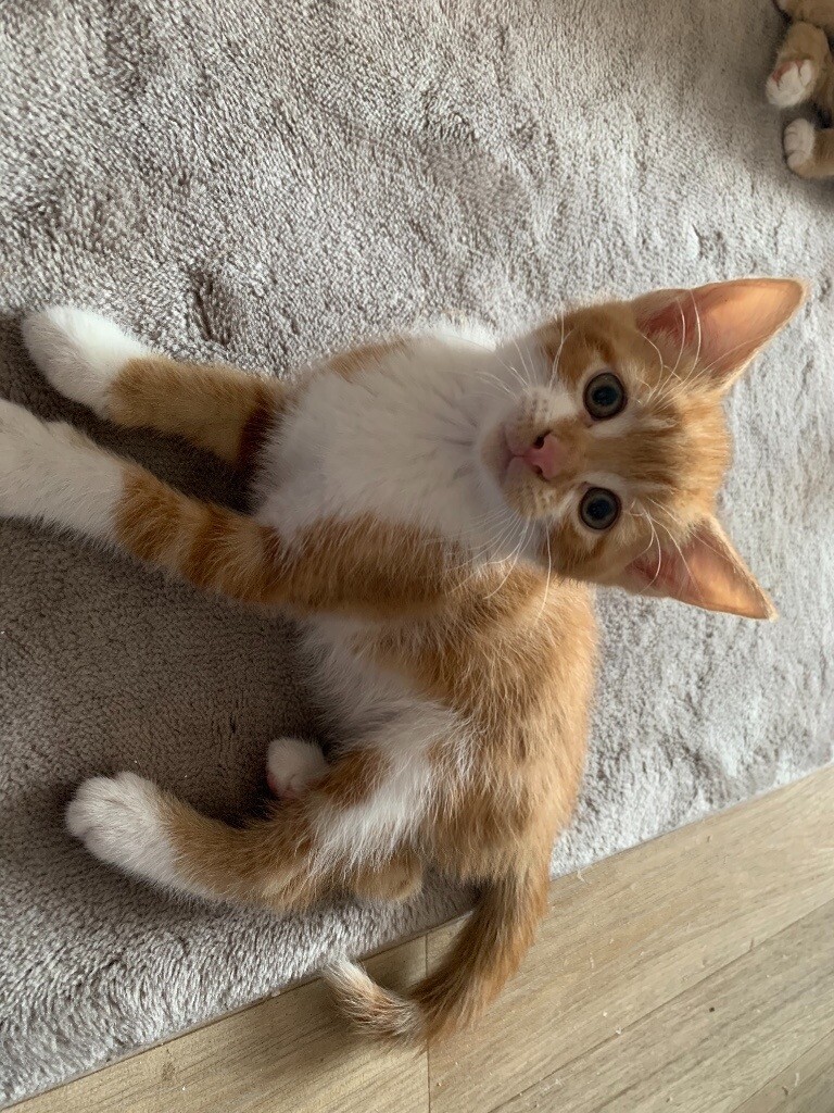 Ginger Female Kitten in Warwick, Warwickshire Gumtree