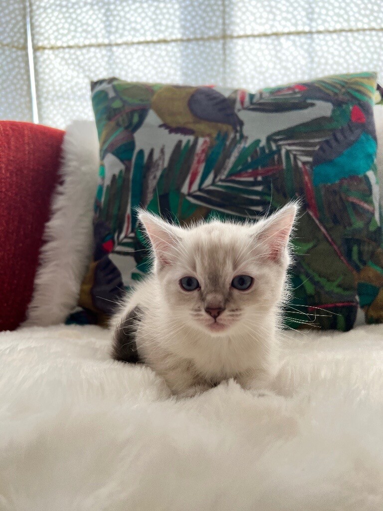 Pure Bred Ragdoll Kittens for Sale in Derby, Derbyshire Gumtree