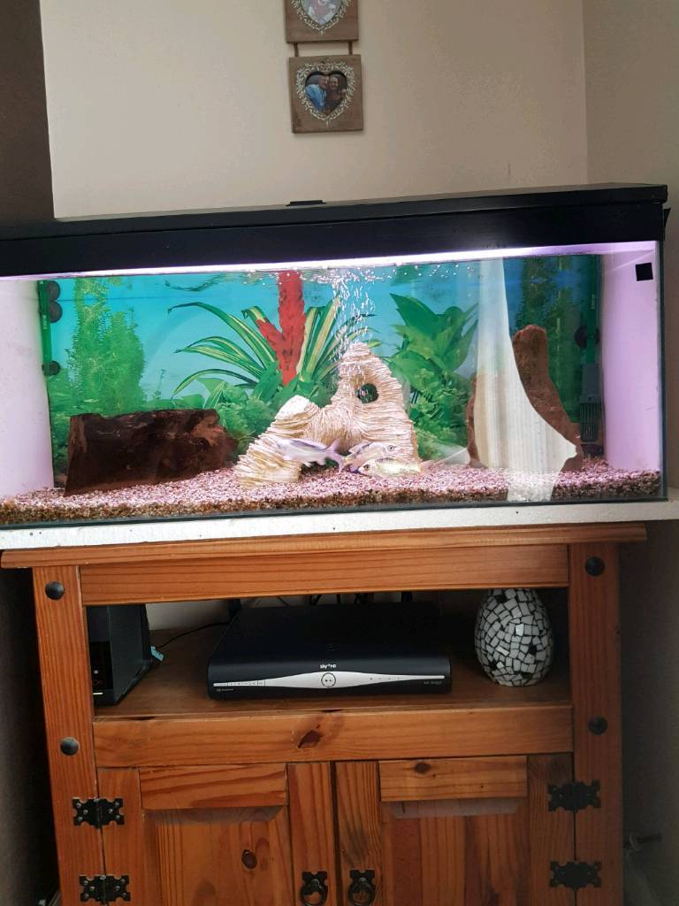 3ft fish tank in StokeonTrent, Staffordshire Gumtree