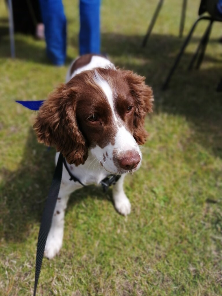 Rehome my dog in Angus Gumtree