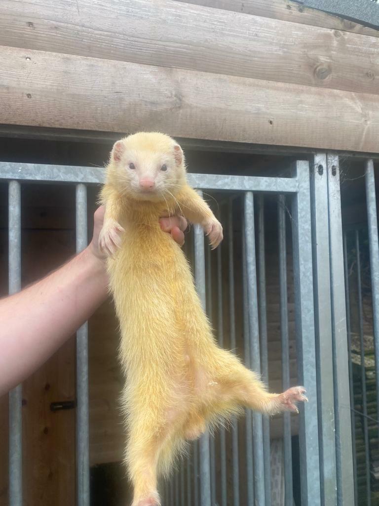 Ferrets for sale adults Jill and hob in Durham, County Durham Gumtree