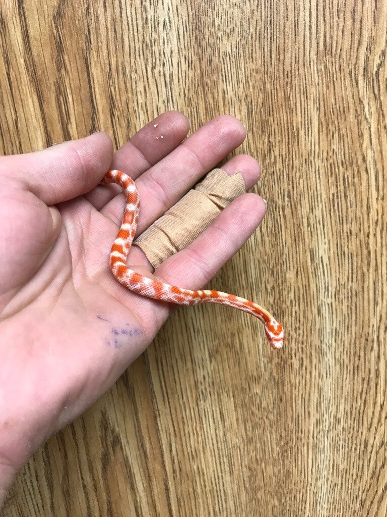 Corn snakes, bearded dragons & other reptiles in County Antrim Gumtree