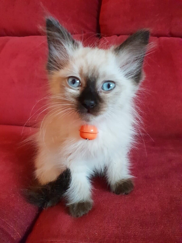 RAGDOLL Kitten girl READY NOW in Lincoln, Lincolnshire Gumtree