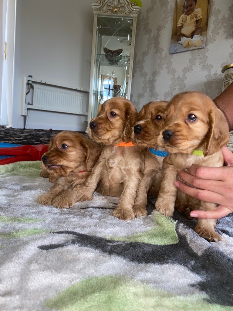 Show type cocker spaniel pups in Bothwell, Glasgow Gumtree