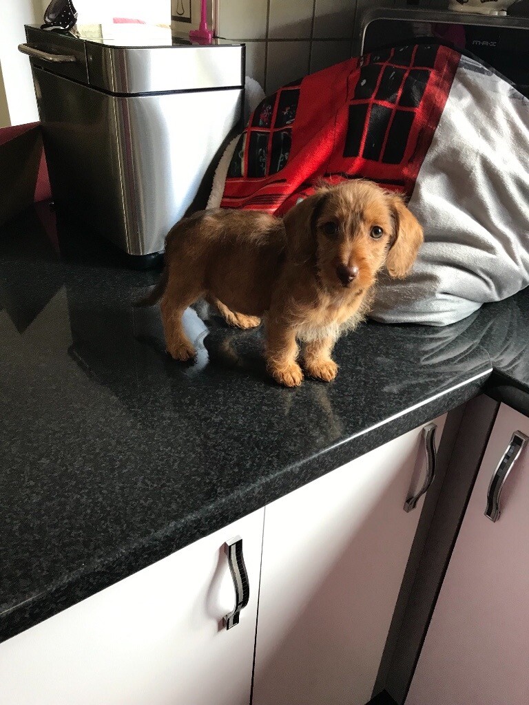 Dachshund cross Toy poodle pups in Par, Cornwall Gumtree