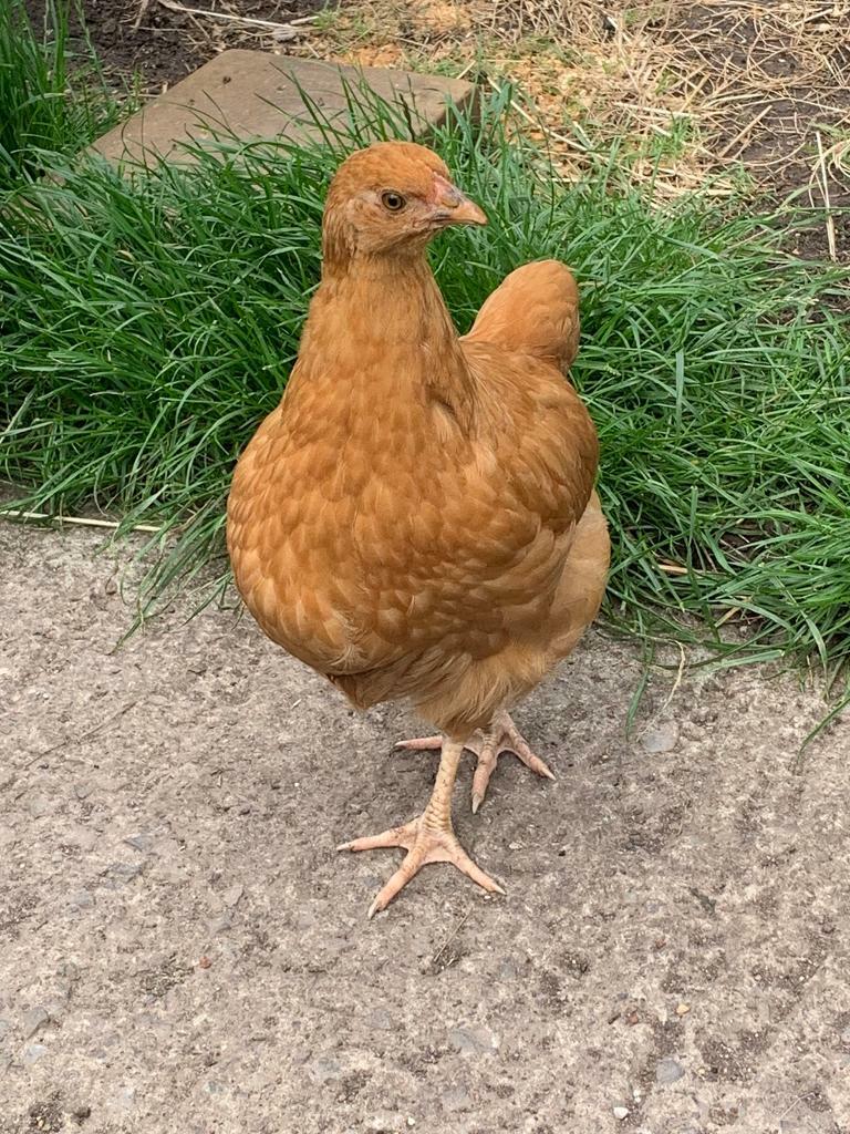 PENDING COLLECTION Buff Orpington chickens in Coombe Dingle, Bristol