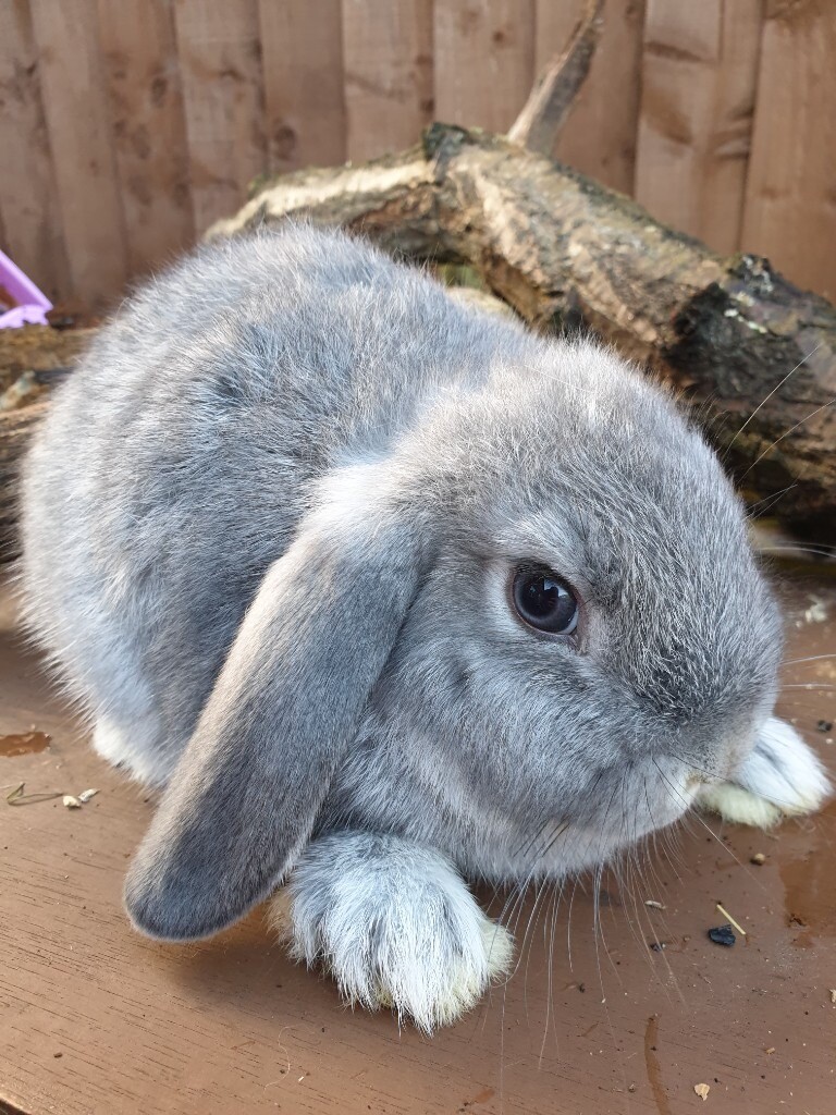 Mini lop bunny for sale in