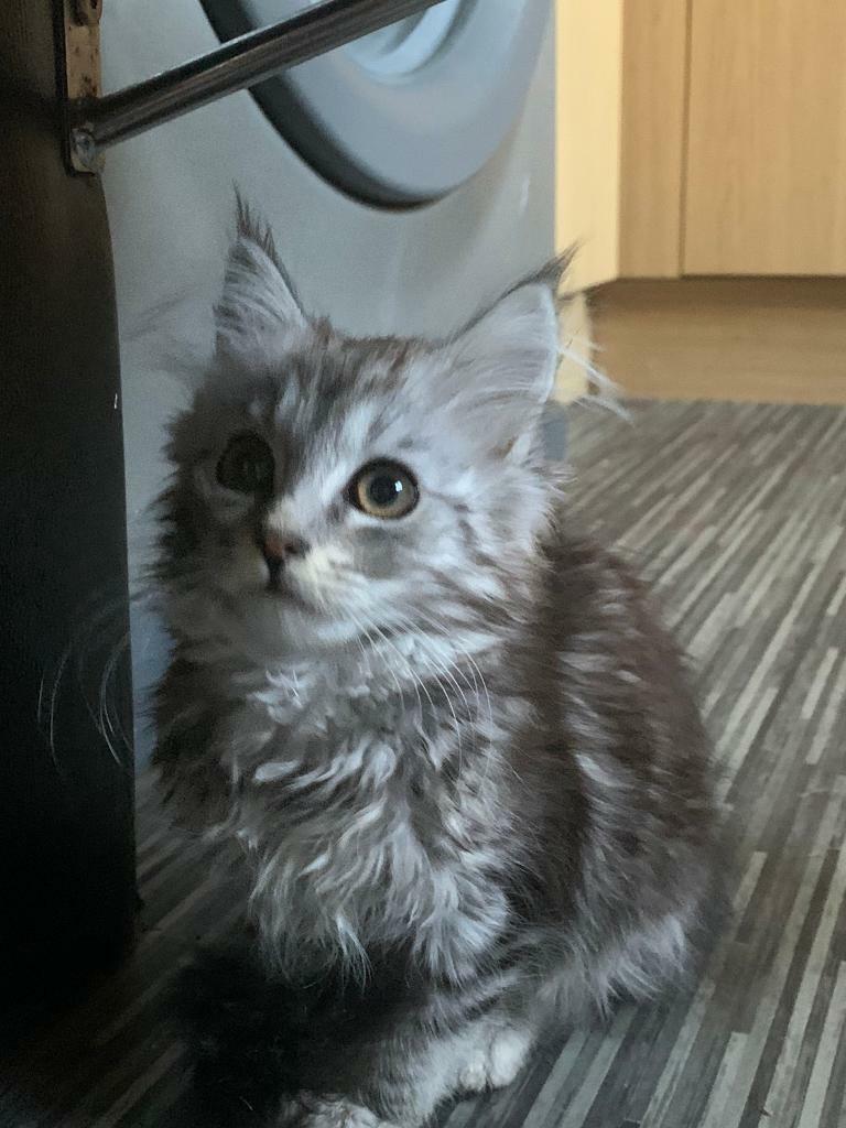 Beautiful silver Maine coon kitten (SOLD) in Epsom, Surrey Gumtree