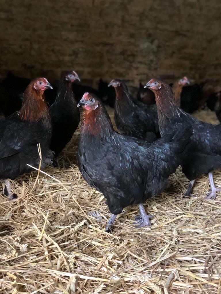 Burford Brown PULLETS Chickens for sale POL in Northampton