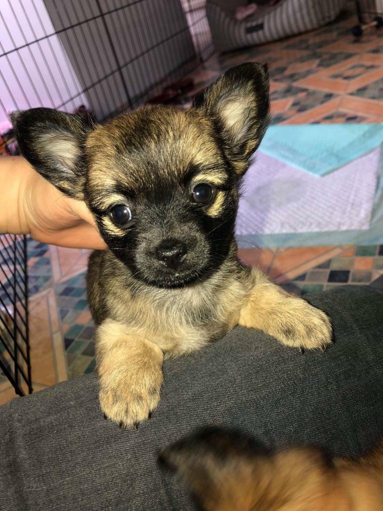 Chihuahua Long Haired Puppies In Washington Tyne And Wear