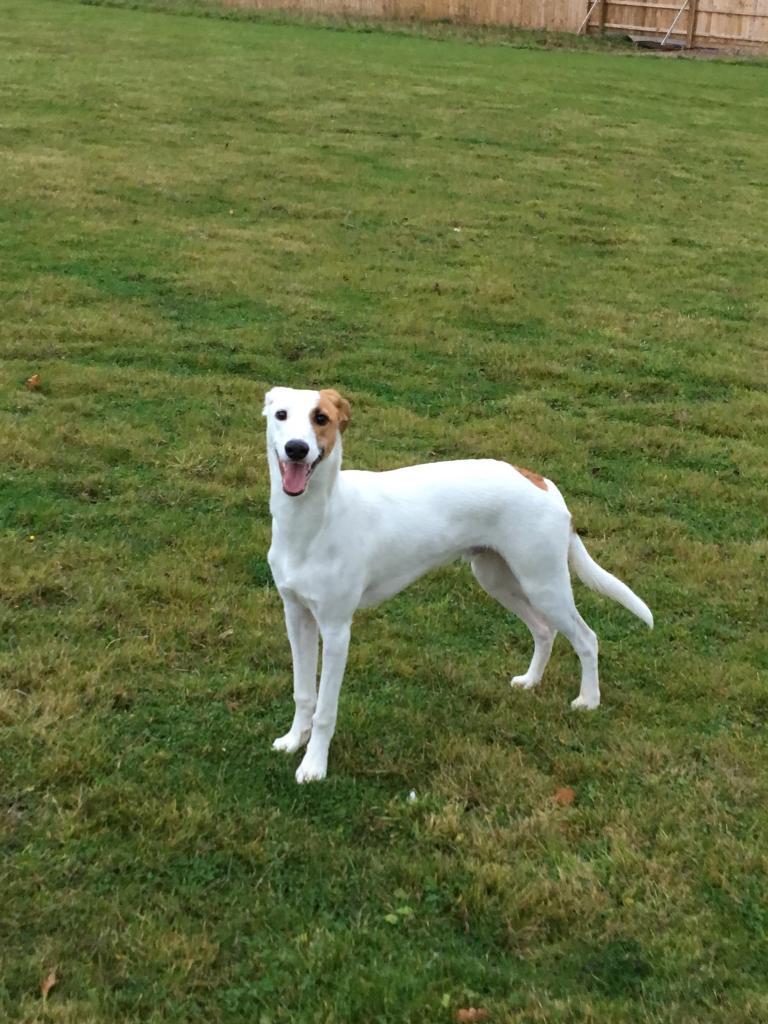 Puppy lurcher in Broadclyst, Devon Gumtree