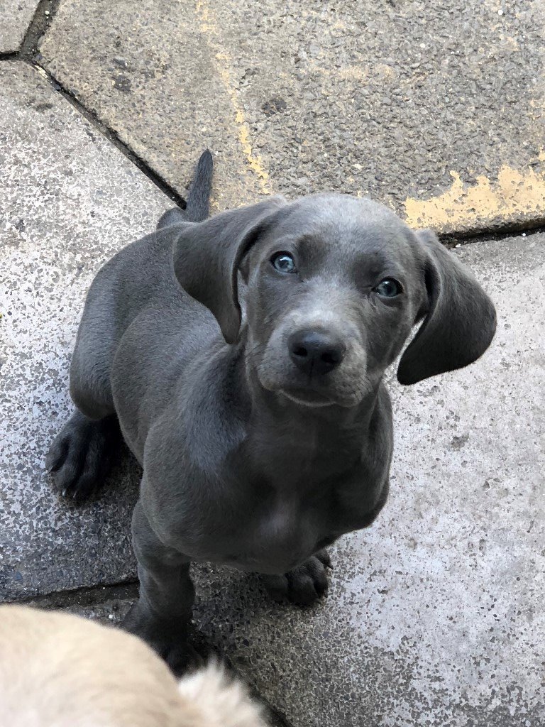 Weimaraner Puppy For Sale In Fforestfach Swansea Gumtree