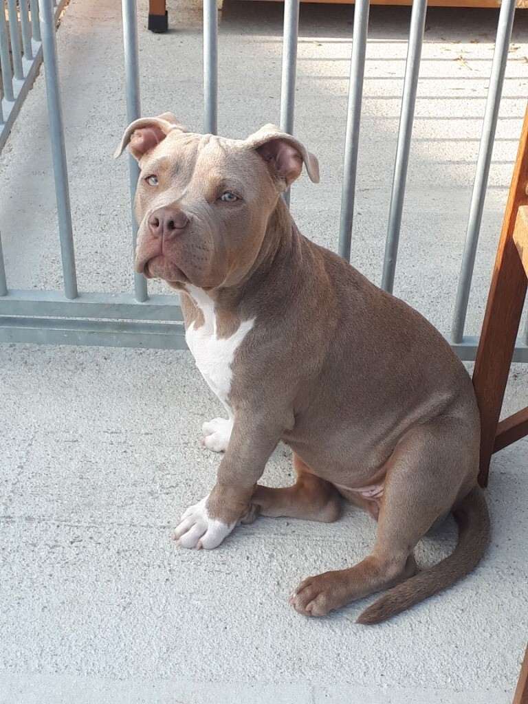 Pocket bully lilac female for sale in Portsmouth, Hampshire Gumtree