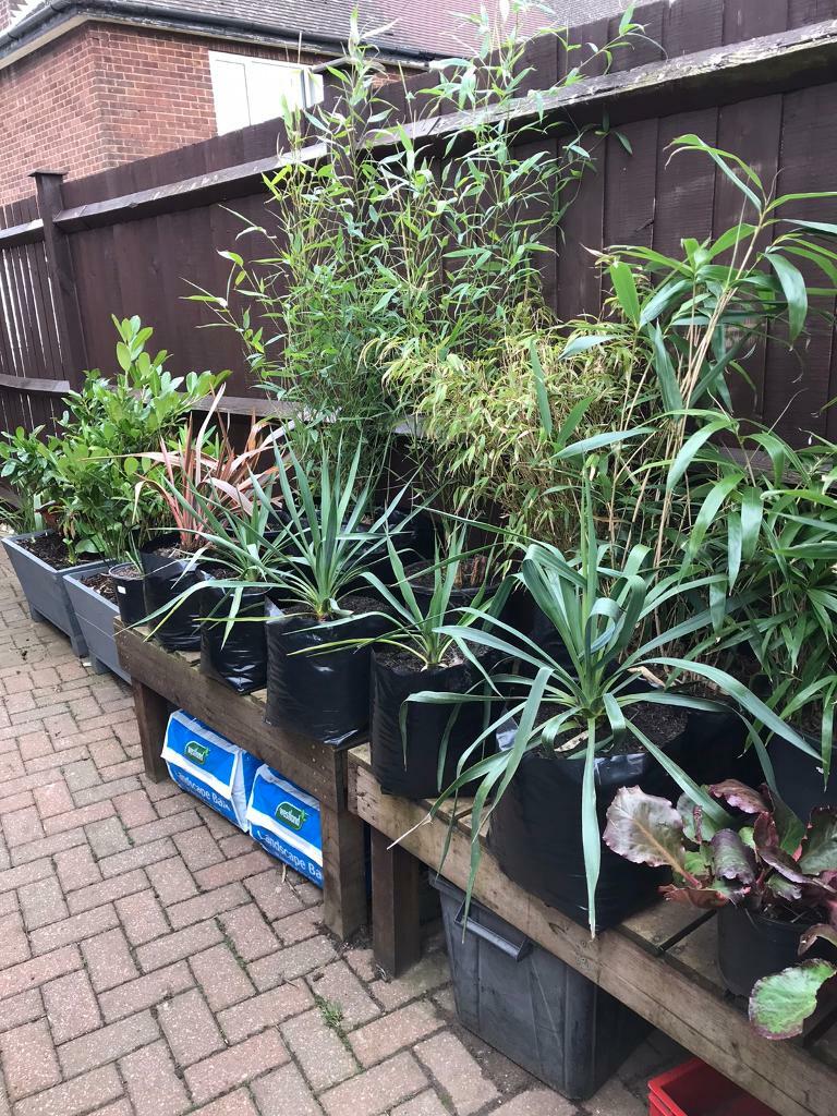 Plants from the garden in Luton, Bedfordshire Gumtree