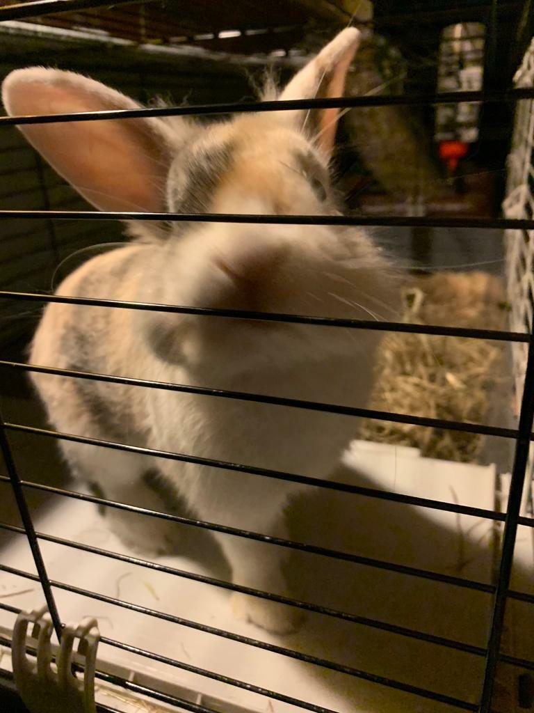Needs home ASAP6 month old rabbit for sale with indoor cage in