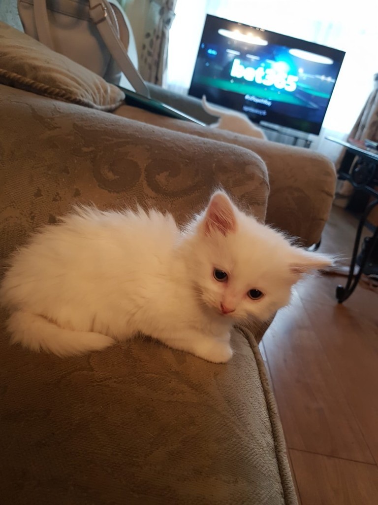 Mixed Ragdoll & Persian Male Kitten For Sale White 8 Weeks in
