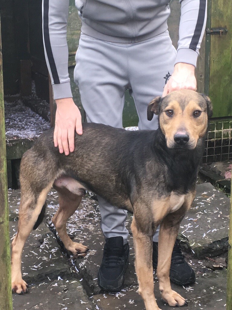 Bull x Lurcher pups in Tonypandy, Rhondda Cynon Taf Gumtree
