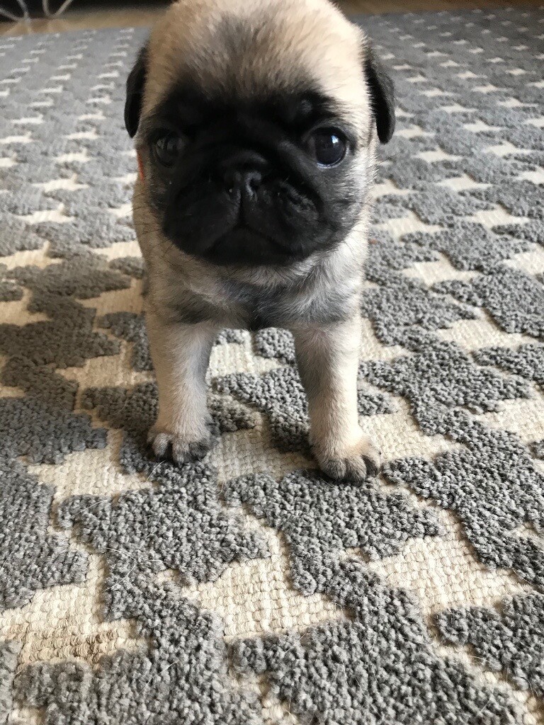 Pure pug puppies in Newton Abbot, Devon Gumtree