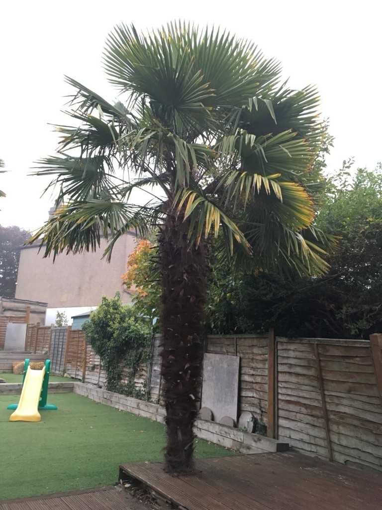 Palm Tree in Eltham, London Gumtree