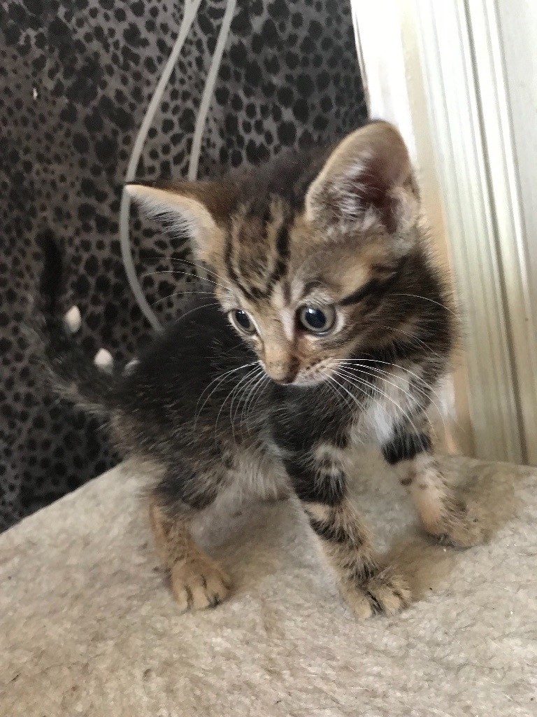 Boy ginger tabby kitten 8 weeks old in Tottenham, London Gumtree