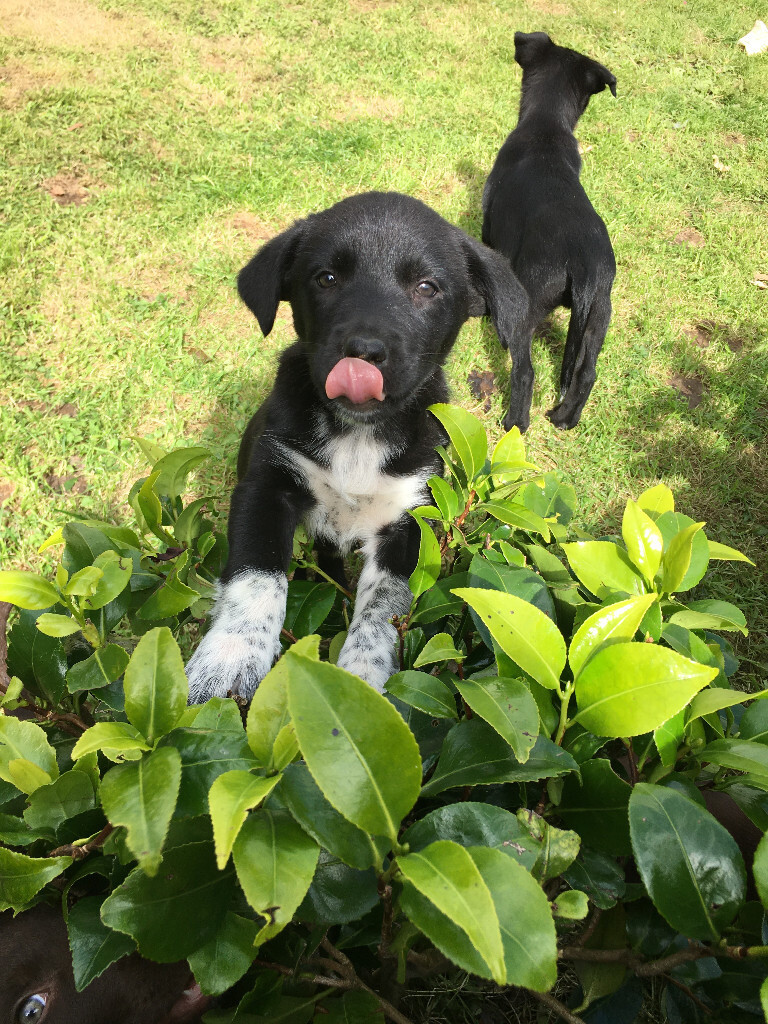 Kelpie cross puppies ready for a new home on 14/9/20 in Whitland