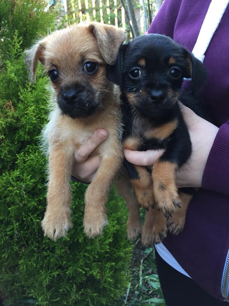 Pups for sale in Randalstown, County Antrim Gumtree