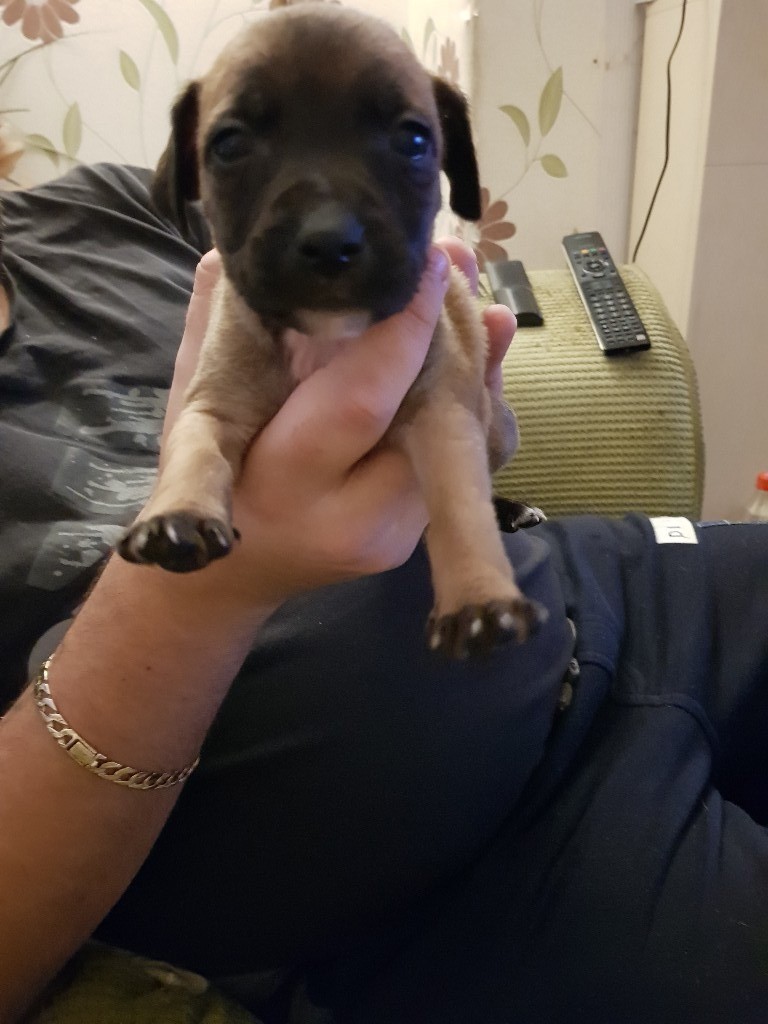Puppies For Sale In Doncaster South Yorkshire Gumtree