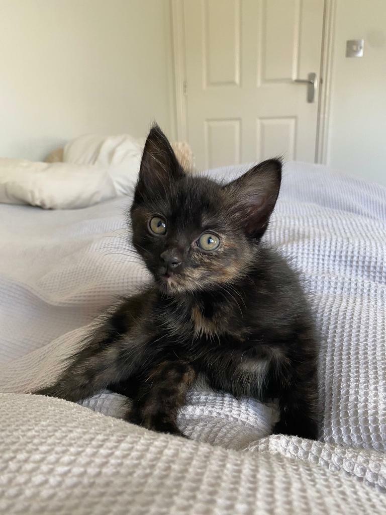 KITTENS FOR SALE Ready To Leave Now in East London, London Gumtree