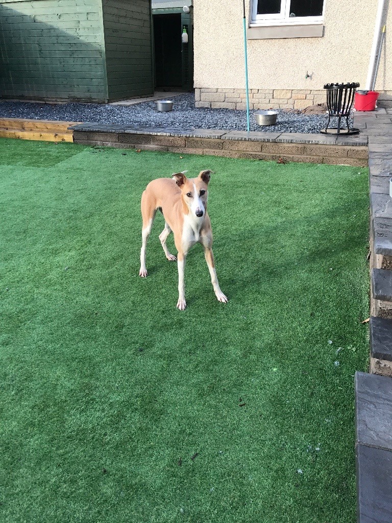 Female Lurcher for sale (Pet home only) in Carnoustie, Angus Gumtree