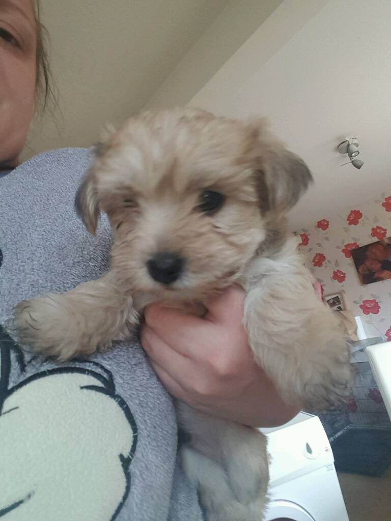 Morkie puppies For Sale | in Bradford, West Yorkshire | Gumtree