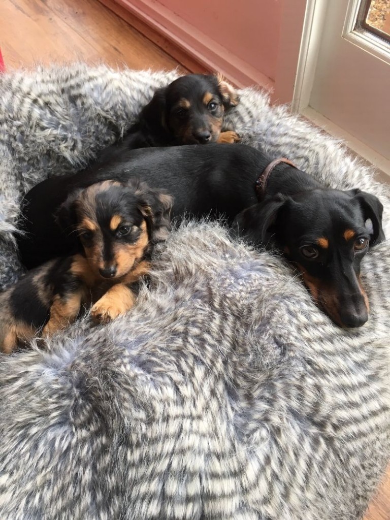Download Long Haired Miniature Dachshund puppies ..... family ...