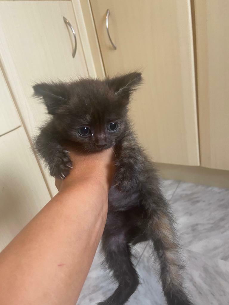 Kittens in Sheffield, South Yorkshire Gumtree