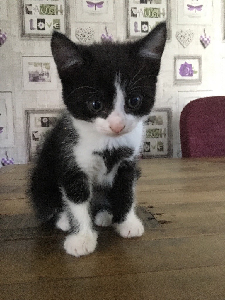 Beautiful Kittens in Great Yarmouth, Norfolk Gumtree