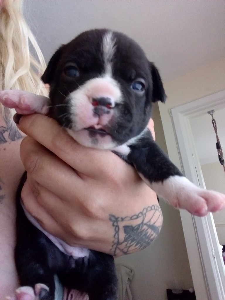 Staffy x French bulldog puppies in Swansea Gumtree