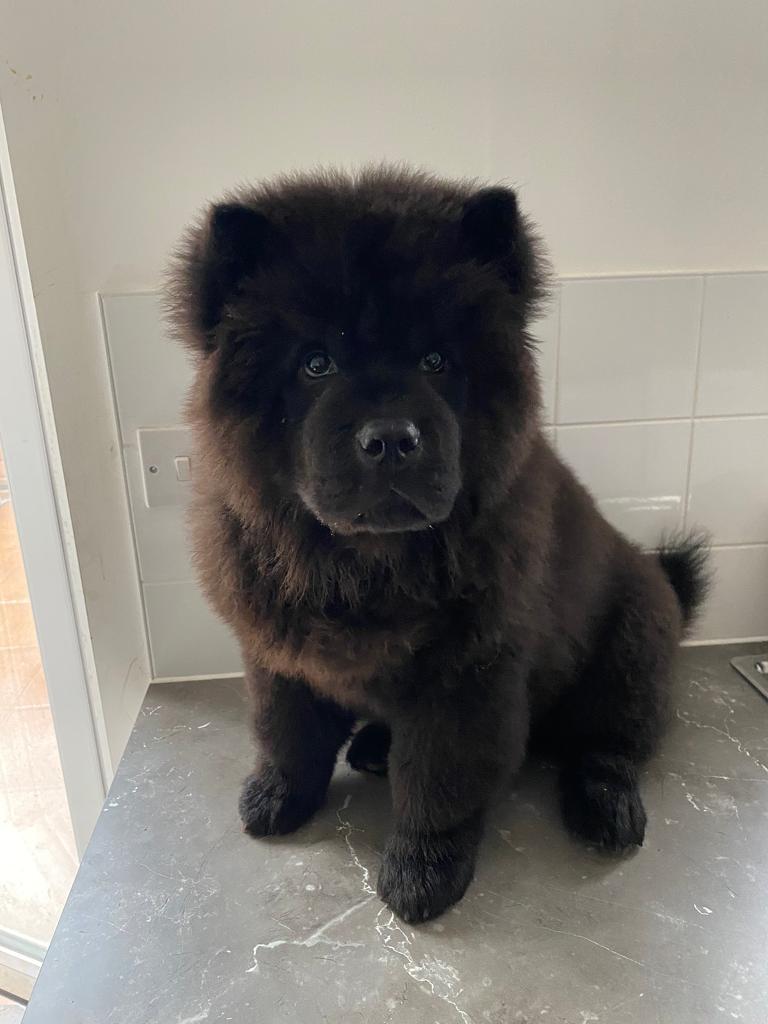 Top Quailtu Rare Merle Chow Chow Puppy’s in Torquay, Devon Gumtree