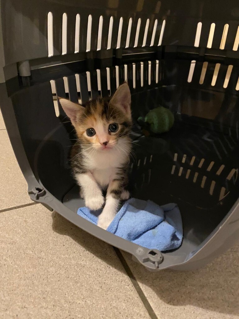 Cute Kitten For Sale in Leyton, London Gumtree
