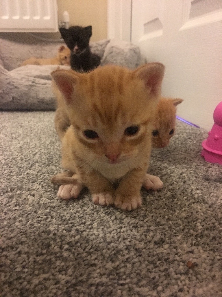 Ginger male part Bengal kitten for sale. Last one from litter of 4 in