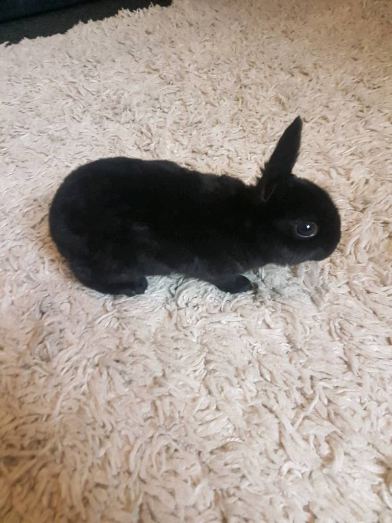 baby rex rabbits in Haydock, Merseyside Gumtree