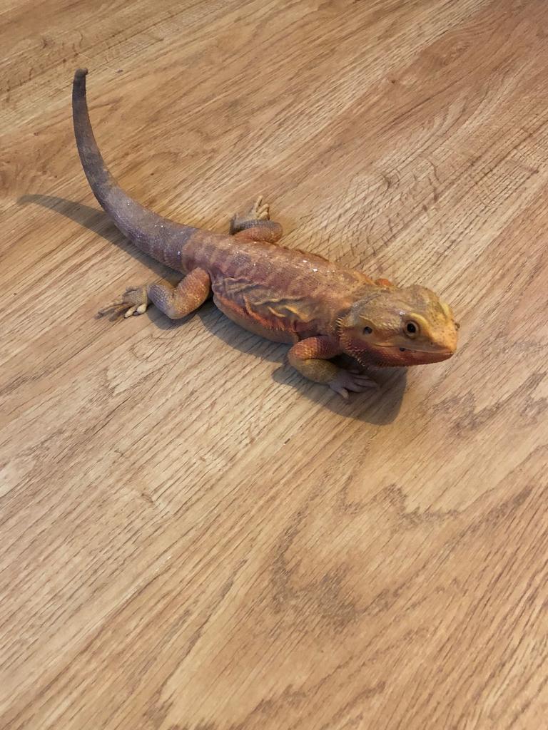 Bearded Dragon Rare Breed In Felixstowe Suffolk Gumtree