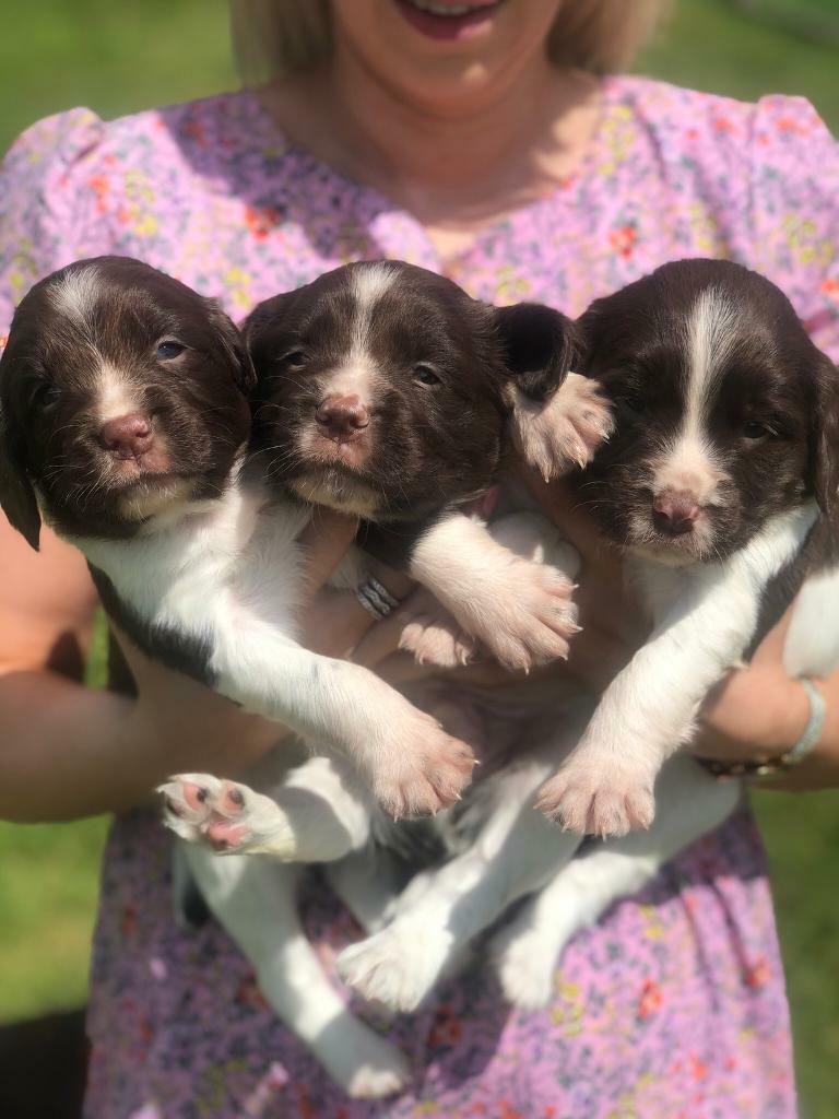 Springer spaniel pups in Dungannon, County Tyrone Gumtree