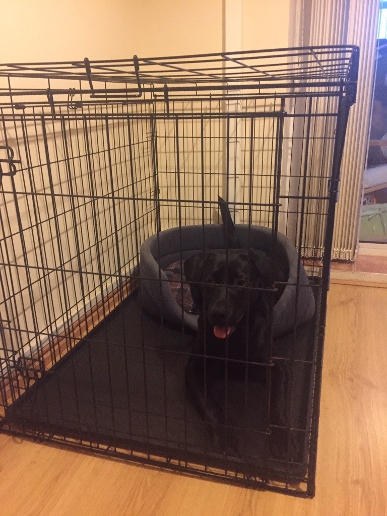 Extra large dog cage in Sandwell, West Midlands Gumtree