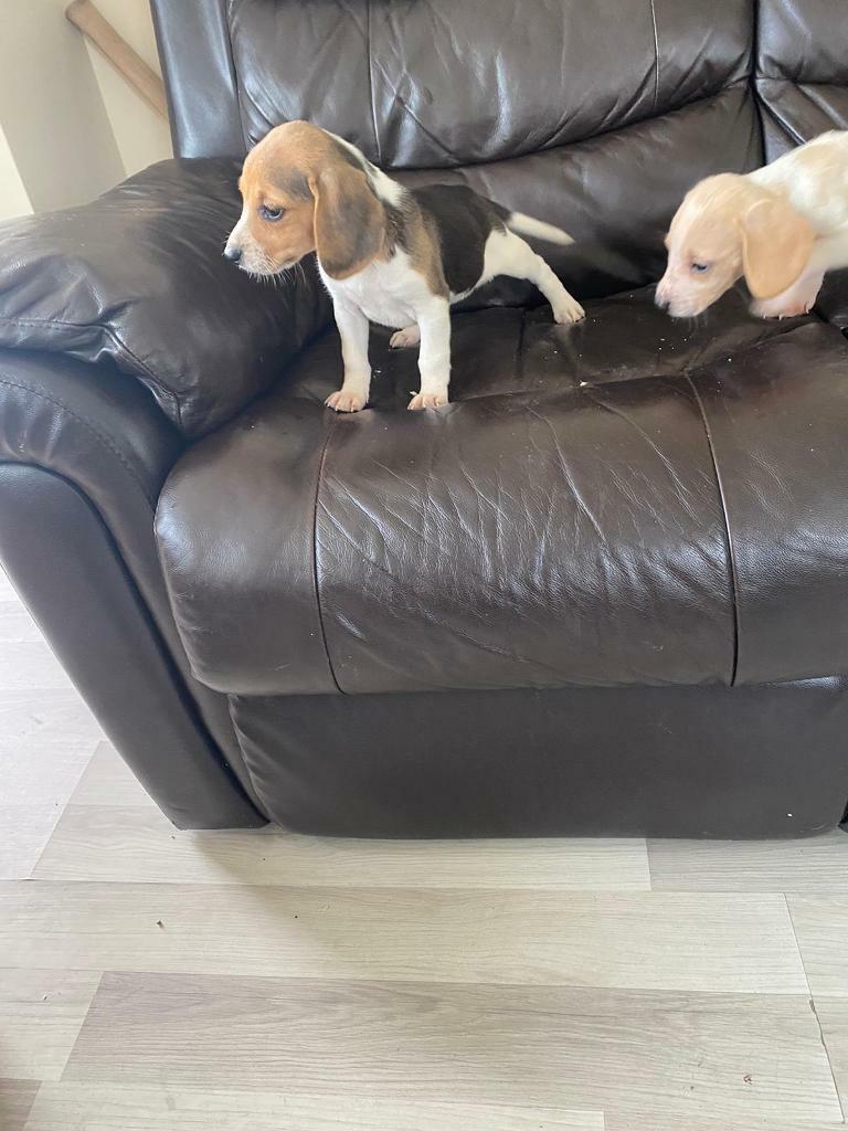 Foot beagle puppies in Wickford, Essex Gumtree