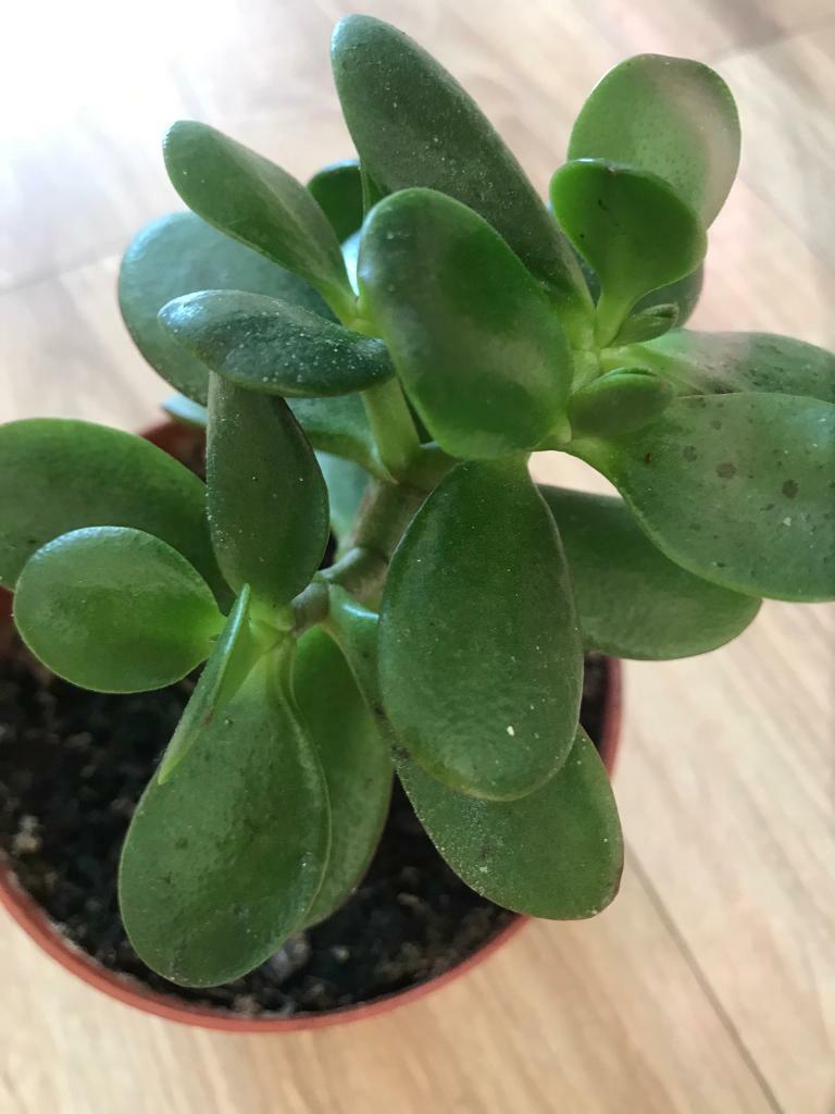 Jade plant. Chinese rubber plant. in Cyncoed, Cardiff Gumtree