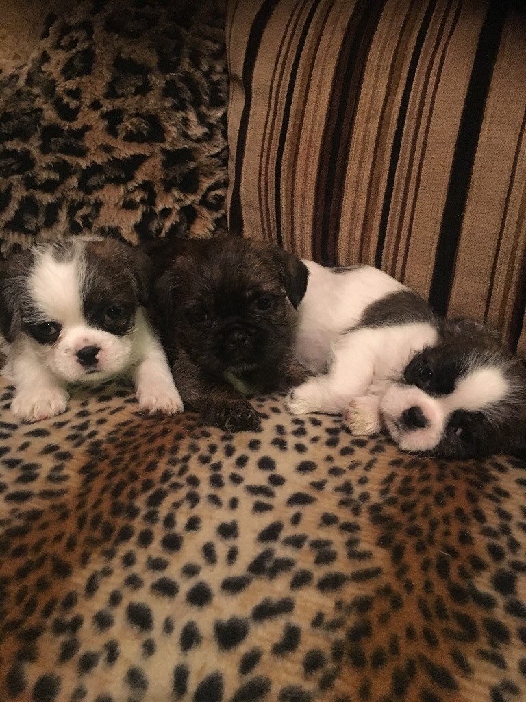 Shih Tzu X French Bulldog Puppies For Sale in Hemlington, North