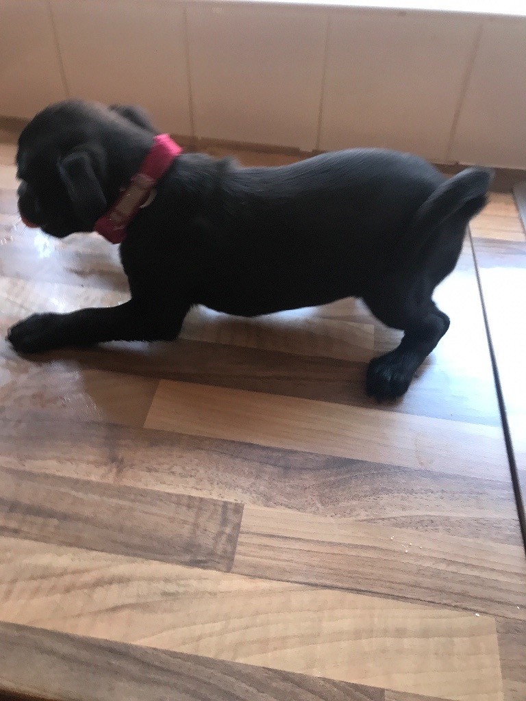 Black jug puppies for sale in West End, Glasgow Gumtree